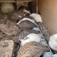 بلدرچین