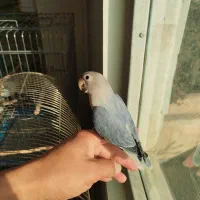 طوطی برزیلی دستی|پرنده|شهریار, شهریار|دیوار