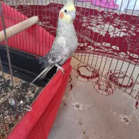 عروس هلندی