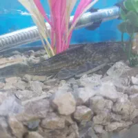 ماهی و لوازم اکواریوم|ماهی|ورامین, شهرک ولیعصر|دیوار