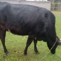 گاو هلشتاین با گوساله