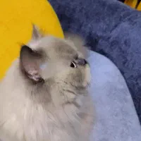 گربه هیمالین یک ساله|گربه|بندرعباس, |دیوار