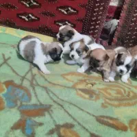 سگ اپارتمانی خاص