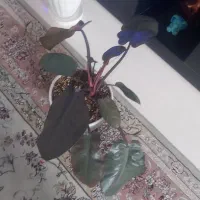 گل اپارتمانی|گل و گیاه طبیعی|پاکدشت, پاکدشت (مامازند)|دیوار