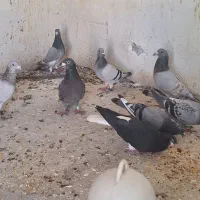 کبوتر پلاکی