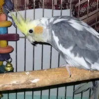 جفت عروس هلندی