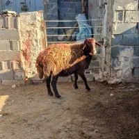 یک راس کاور افشاری|حیوانات مزرعه|تربت جام, کاریز نو سفلی|دیوار