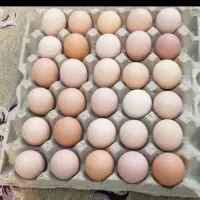 تخم مرغ محلی تازه|خوردنی و آشامیدنی|ارومیه, |دیوار