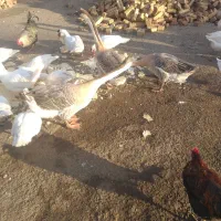 قو غاز نر و بوقلمون