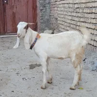 چ چپش بزغال|حیوانات مزرعه|بروجرد, |دیوار