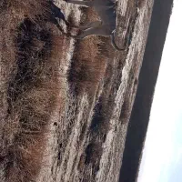 واگذاری سگ|سگ|میاندوآب, |دیوار