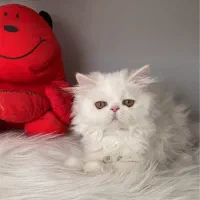 گربه پرشین سوپر فلت ۲/۵ ماهه پسر