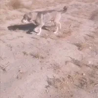 واگذاری سگ ماده پژدر کردی ماده گاور|سگ|مشهد, میان ولایت|دیوار