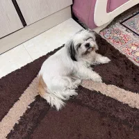 سگ خونگی