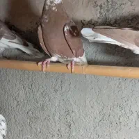 کبوتر|پرنده|قرچک, محمد آباد|دیوار