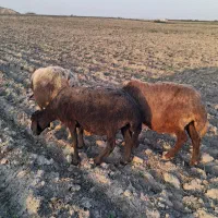 ۳ راس گوسفند آبس سنگین|حیوانات مزرعه|سیجوال, |دیوار