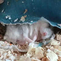 همستر مینیاتوری