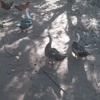 اردک خارجی نر وماده سالم سرحال