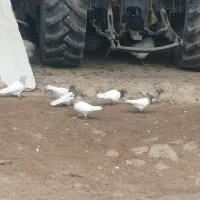 کبوتر کله ای|پرنده|بیرانوند, |دیوار