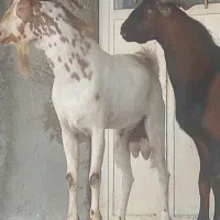 ۲عدد نری چاق چله هیکلی مخصوص داشت کشتن