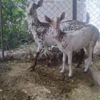 بز صلاله با تیشتر