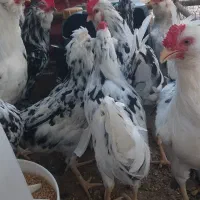 دوتا مرغ کرک و ۶تا خروس|حیوانات مزرعه|شبانکاره, |دیوار