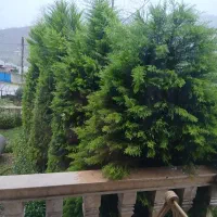 لاوسون فروشی