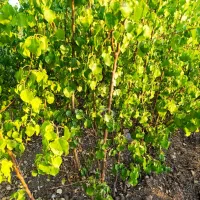 فروش نهال های یه ساله دوساله سه ساله تضنمینی|خدمات باغبانی و درختکاری|قزوین, |دیوار