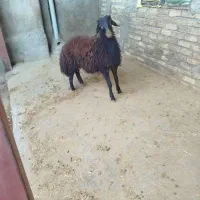 بره قوچ افشاری ماشالله هیکلی  ۸ ماهه ماهشه