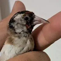 جوجه قناری اوپال و سهره نرو ماده نشوندار