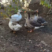 غاز|حیوانات مزرعه|ملایر, |دیوار