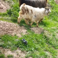 بز شیری با بزغاله گوسفند چاق برای قربانی مکان ماکو