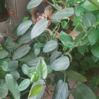 گل و گیاه طبیعی|گل و گیاه طبیعی|محمدشهر, محمدشهر|دیوار