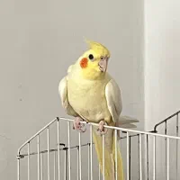 عروسی هلندی لوتینو