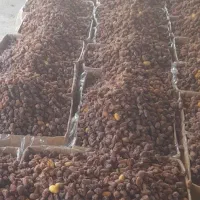 خرما کیفیت بالا