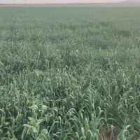 5هکتار زمین کشاورزی مناسب کاشت پیاز و گندم|اجارهٔ دفتر صنعتی، کشاورزی، تجاری|جیرفت, |دیوار