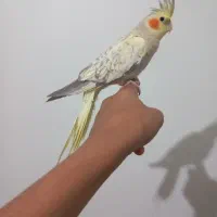 یک جفت عروس هلندی مولد به شرط تخم کردن