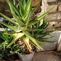 گل شاخ بزی|گل و گیاه طبیعی|شیراز, شهرک سعدی|دیوار