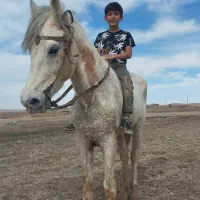 اسب کرد|اسب و تجهیزات اسب‌سواری|میاندوآب, |دیوار