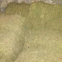 یونجه خورد شده.