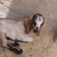 بز پاکستانی با یک راس بزمحلی وکره نربافق|حیوانات مزرعه|بافق, |دیوار