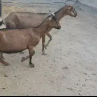 ۲ بز آلپاین