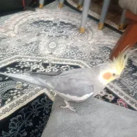 عروس هلندی نر دستی بازیگوش و سرگرم کننده|پرنده|لنجان, |دیوار