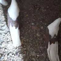 چهار تا گردیی کشیده به فروش می‌رسد