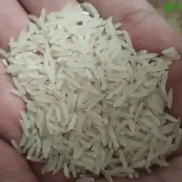 همه رقم برنج موجود کلی جزی|خوردنی و آشامیدنی|آق قلا, |دیوار