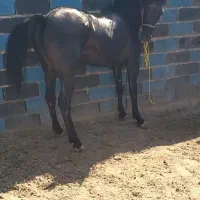 مادیان کورد