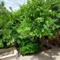 فروش باغ دوکله خلیل‌آباد تفت