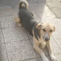 سگ دوبرمن ماده و پا کوتاه|سگ|مشهد, کوشش|دیوار