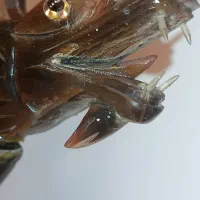 کشتی اژدها تایلندی / تمام دست ساز|کلکسیون اشیاء عتیقه|مشهد, ثامن|دیوار