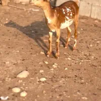 نابی بزغا|حیوانات مزرعه|سمنان, |دیوار